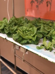 Lettuce growing as part of project